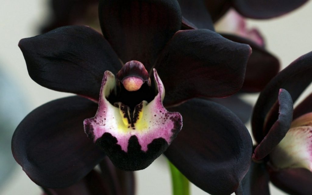 Black orchid