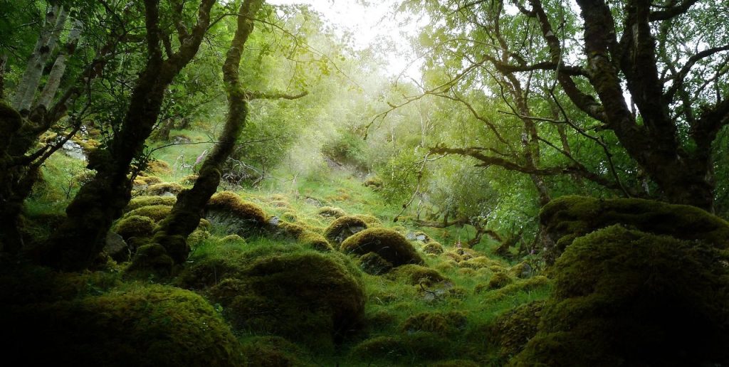 Dancing in the forest, to the tune of old gods humming